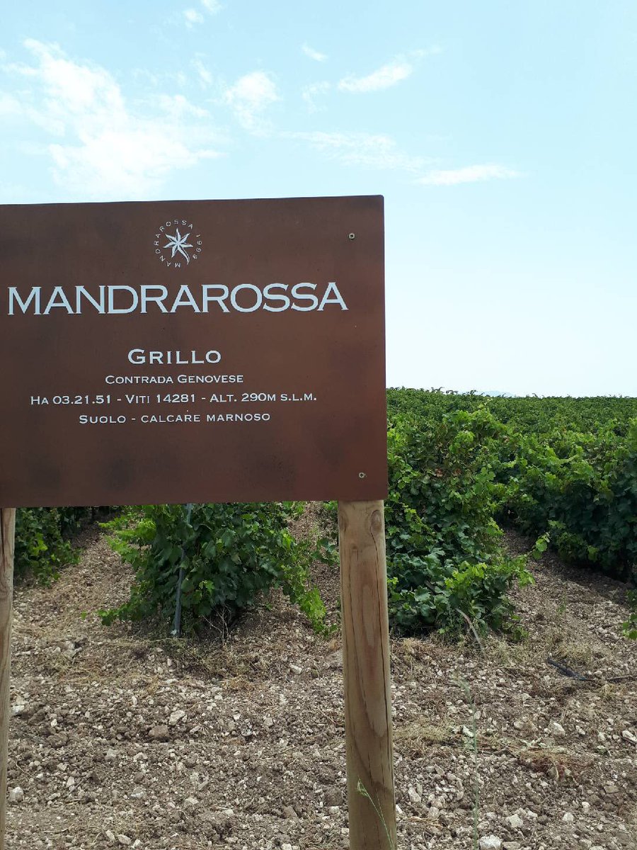 EnotriaCoe's tweet image. Monday with @mandrarossavini #EConTour #Sicily #vineyardtour #winepeople