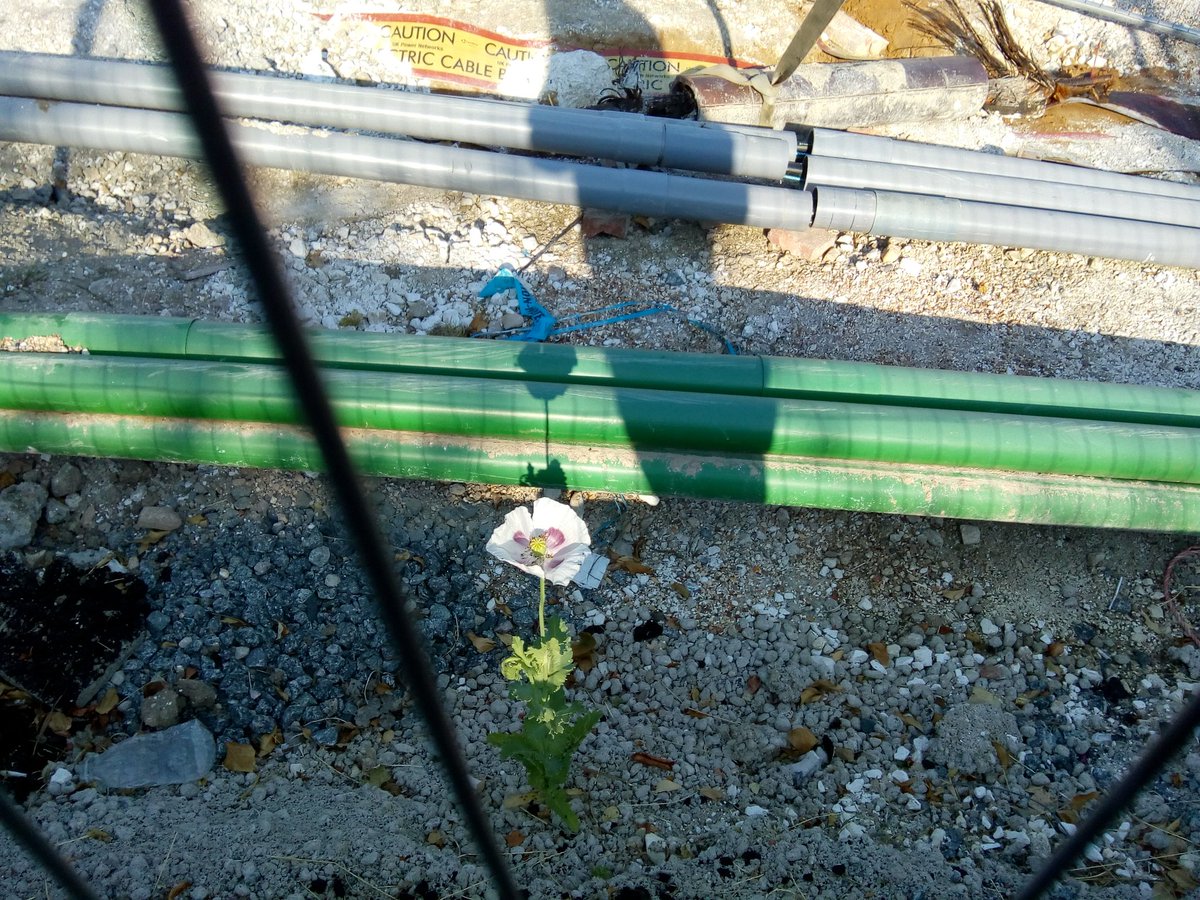 KayRsharp0's tweet image. 