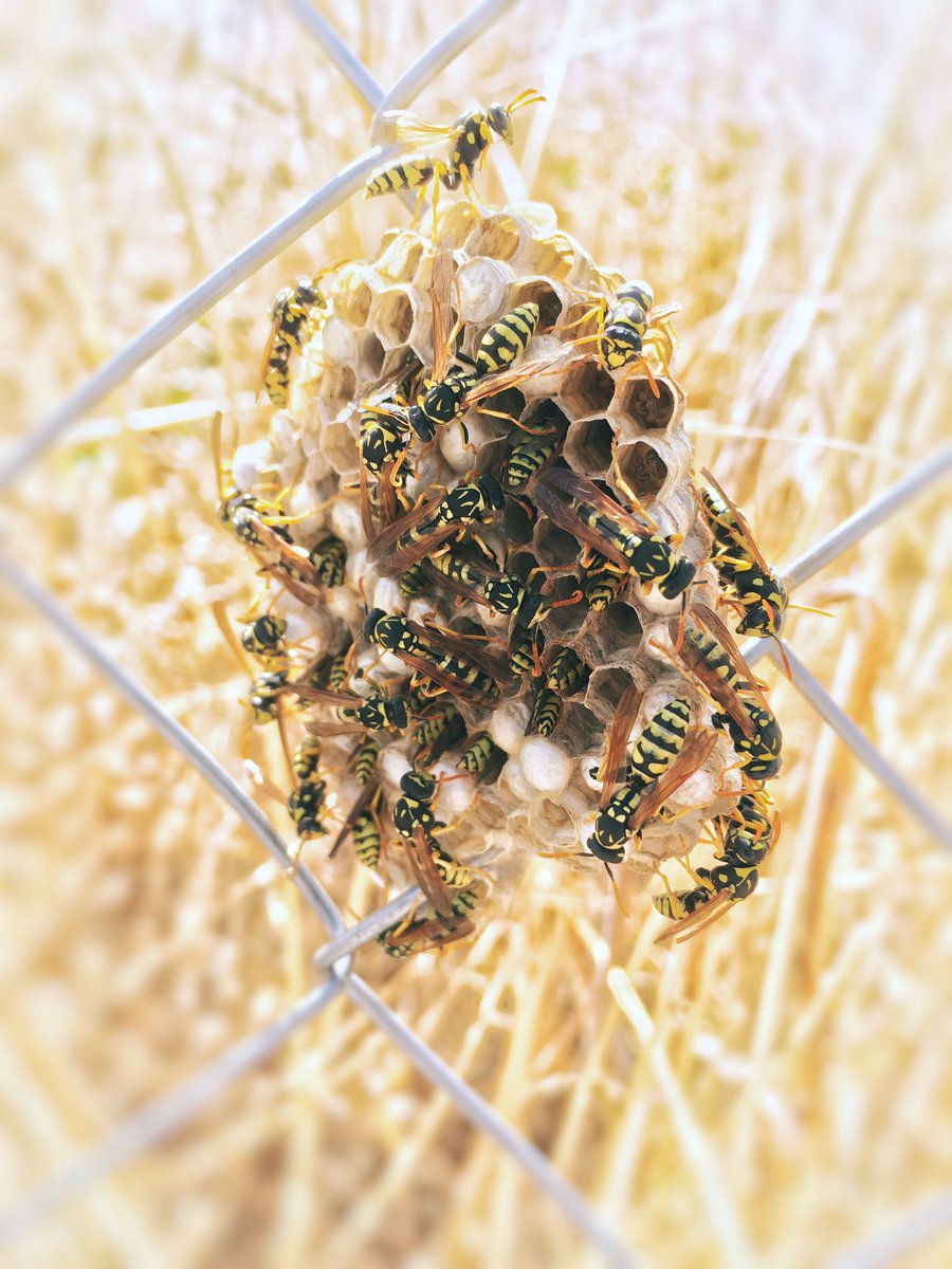 AbecorCo's tweet photo. #Desinsectación o #ControlDeInsectos
Nos encargamos de la eliminación de los #insectos más comunes como pueden ser: cucarachas, mosquitos, avispas, chinches, hormigas, moscas...
Eliminamos las #plagas de tu #Empresa o de tu Hogar.
📞957 42 22 33 ➡️ https://t.co/KDsBNvtGRW https://t.co/XTPGOV8sMl
