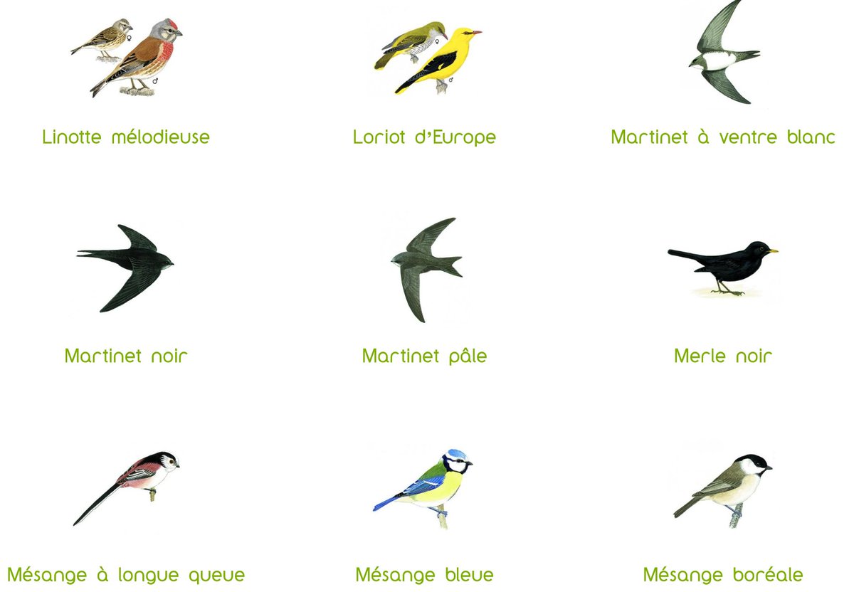 Snhf A Twitter Vous Cherchez à Identifier Un Oiseau Dans