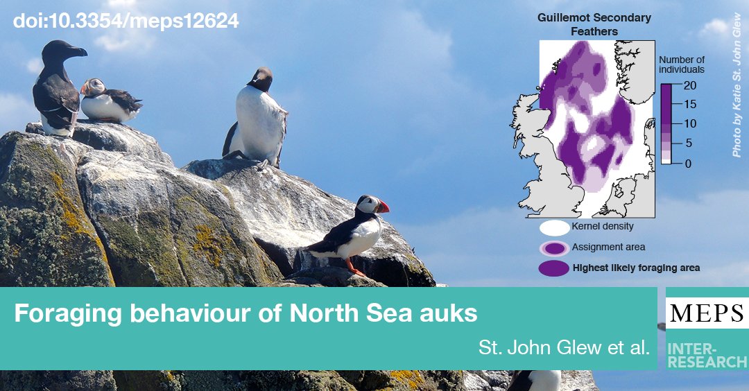 Combining light-based and isotope-based geolocation provides a new tool to refine over winter foraging areas and individual diet differences during moult of UK breeding #guillemots, #razorbills and Atlantic #puffins. bit.ly/meps_599_239