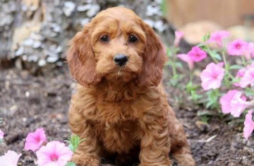 Miranda is a social #Cockapoo - a cross between a #CockerSpaniel and a #Poodle. She loves a good romp in the yard. This cutie pie is vet checked and comes with a 1 year genetic #healthguarantee. Click on the link to find your perfect Cockapoo puppy! goo.gl/skwjFF