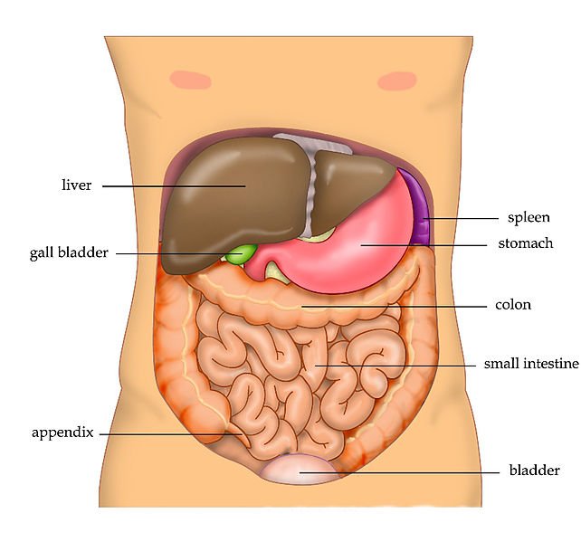 PediatriaBalear's tweet photo. Pediatric Differential Diagnosis - Abdominal Pain
https://t.co/8GRRmCGA13
#FOAMed #FOAMped #MedEd #pediatrics #paediatrics #DDx #DiffDx #gastroenterology #pedgastro https://t.co/5jGFPFTl2N
@pedseducation
Vía @aepediatria