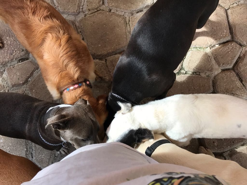 We’ve supplied >38MM lbs of food to #rescuedog #rescuecat orgs over the last 10 yrs. <a href="/ArchwayGallery/">Archway Gallery</a> has launched a pet food drive, 7/17-28, to collect much-needed kitty &amp; puppy food. Will you drop off food at the Houston gallery? @houstonpetset <a href="/ADORE_Houston/">ADORE Houston</a> @MelissaVecera