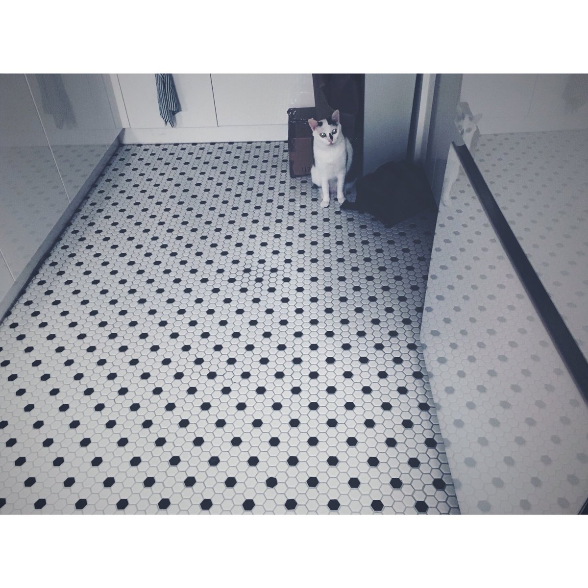 Chowder0319's tweet image. 豆大福ちゃん and her 水玉 scene.