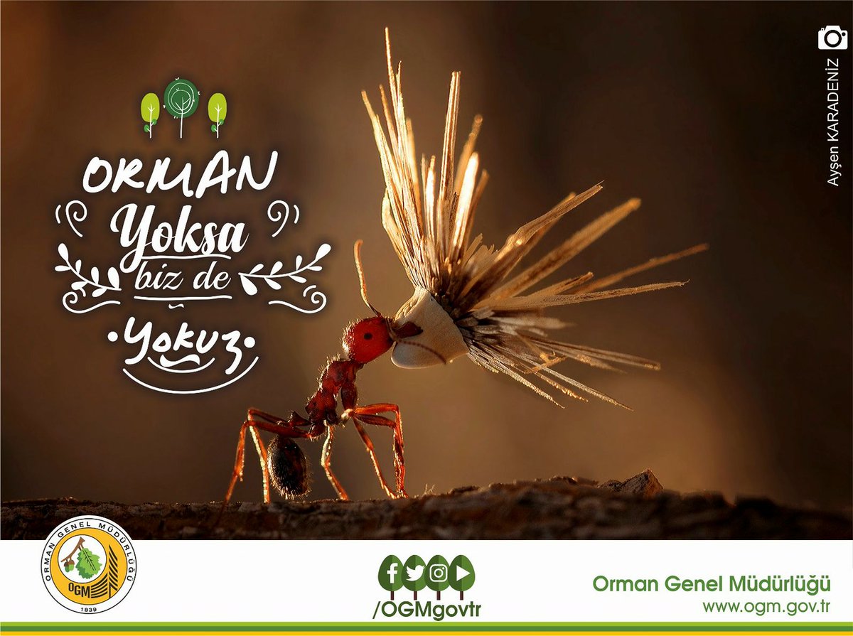 Ormanlar Yurdumuzun Hem Süsü Hem Gücü #OrmanYoksaBizdeYokuz