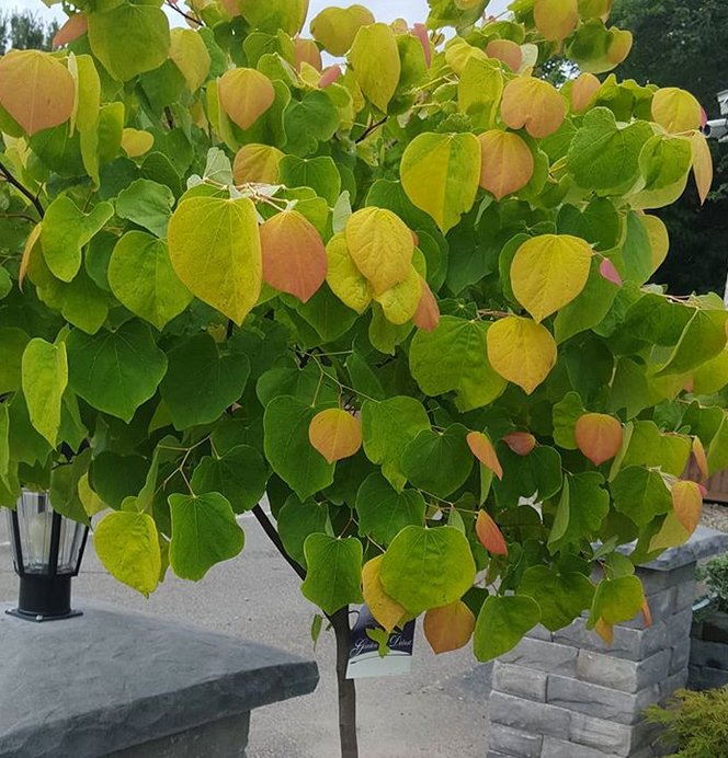 Outdoor landscaping tree & shrub ideas are here! From Rising Sun Red Bud & Chirimen Hinoki Cypress trees to Astilbe Red Sentinal & Japanese Maples. There is a wide variety to choose from. #landscapetrees #oakhillnursery