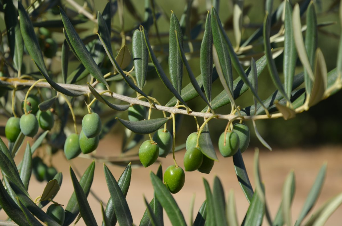Extra Virgin means that our olive oil was not tampered with during production. It's nothing but the juice of the fresh, healthy olives we grow.