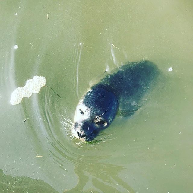 henrynorfolk701's tweet photo. We had a visitor today!
#northsea #northnorfolk #seals #sealtrip #spearingfishing #wildswimming #traditionalboats #forgaging #woodenboat #sailing #adventure @thepufflings https://t.co/ZpW8EmctmU https://t.co/VgdrH90Yg1