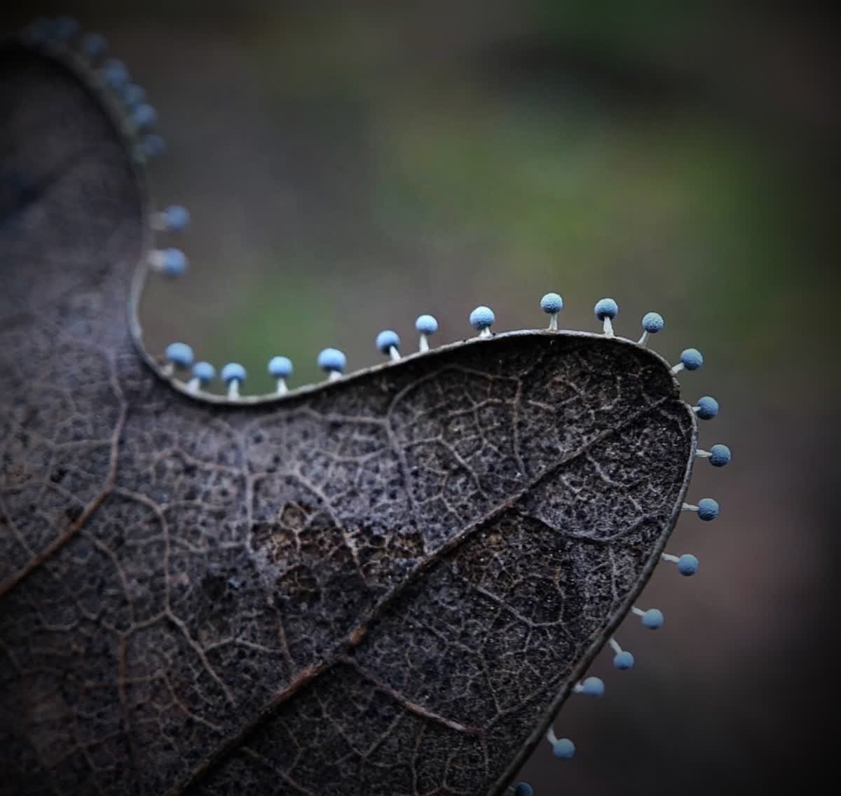 FantasticFungi's tweet photo. Today's pic for #MushroomMonday shows off the perfection of slimemolds. Nature always puts us in our place. 🍄 

Photo by @bealeiderman. #slimemolds #nature #mushroom #mushrooms #fungi #mycelium #beauty 🌱 🌸 https://t.co/zqYLUGK3C3
