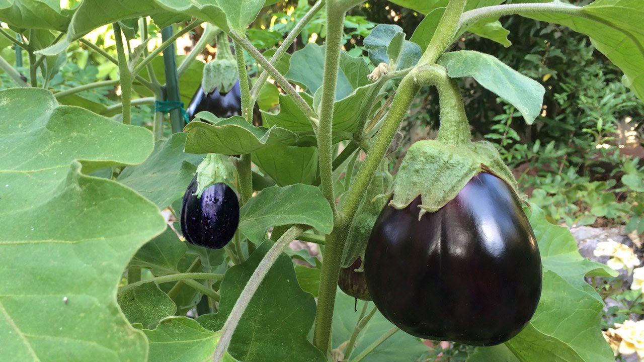 Nature Bring on Twitter: "Eggplant The eggplant is a member of the nightshade family. There are many varieties eggplant- name in North American and Australian English. However, British English