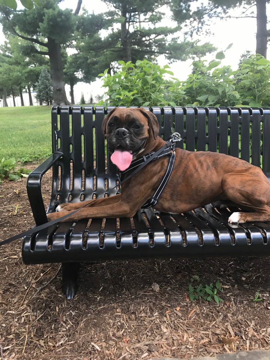 KlyMule's tweet photo. Joey visited Vianney today @vianneygriffins and wore herself out running our beautiful grounds! https://t.co/43kd6L9alX