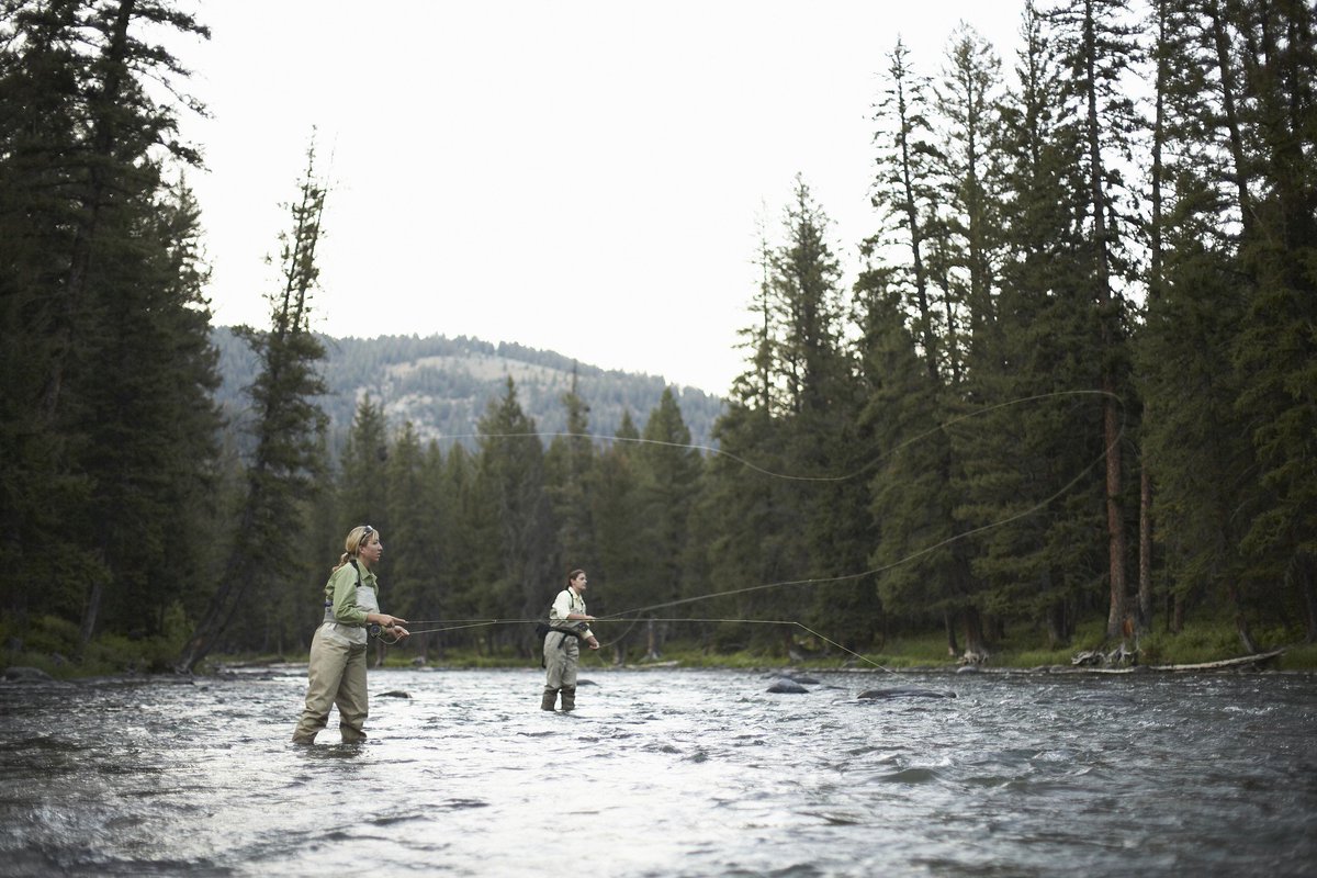 Two people fly fishing in a river surrounded by large fir trees