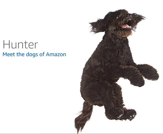 Bardic_'s tweet image. Do I get same day delivery if I order this cute pooch? #PrimeDay2018 #DogsofAmazon