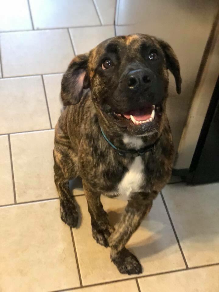 Brejchanation's tweet image. My puppy deserves to be a #PrimeDayDog #DogsOfAmazon #AmazonCrash