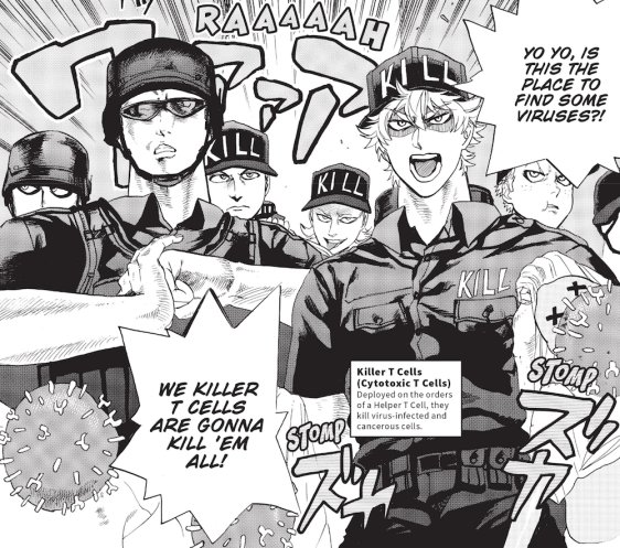 miriamriig's tweet photo. Acabo. de. descubrir. que. existe. un. #Manga. sobre. el. #SistemaInmunitario 😍😍😱😱¡¡#CellsAtWork!!
Glóbulos rojos, neutrófilos, células T citotóxicas y reguladoras, Natural Killers, plaquetas... ¡Están todos! Y encima este mes ha salido el #Anime. #NoPuedoConElHype https://t.co/2lZr9ZhhM5