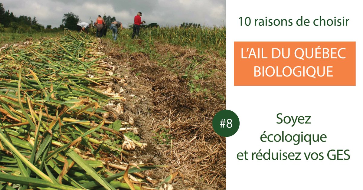 LePetitMas's tweet photo. 10 raisons de choisir l'ail du Québec biologique. Raison 8) Soyez écologique et réduisez vos gaz à effet de serre https://t.co/w11F56XcOF #AilduQuebec #Bio #Agriculture #Recolte2018 #reductionGES https://t.co/NlUIKJKffb