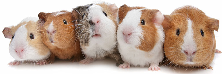 Happy Guinea Pig Appreciation Day #GuineaPigAppreciationDay