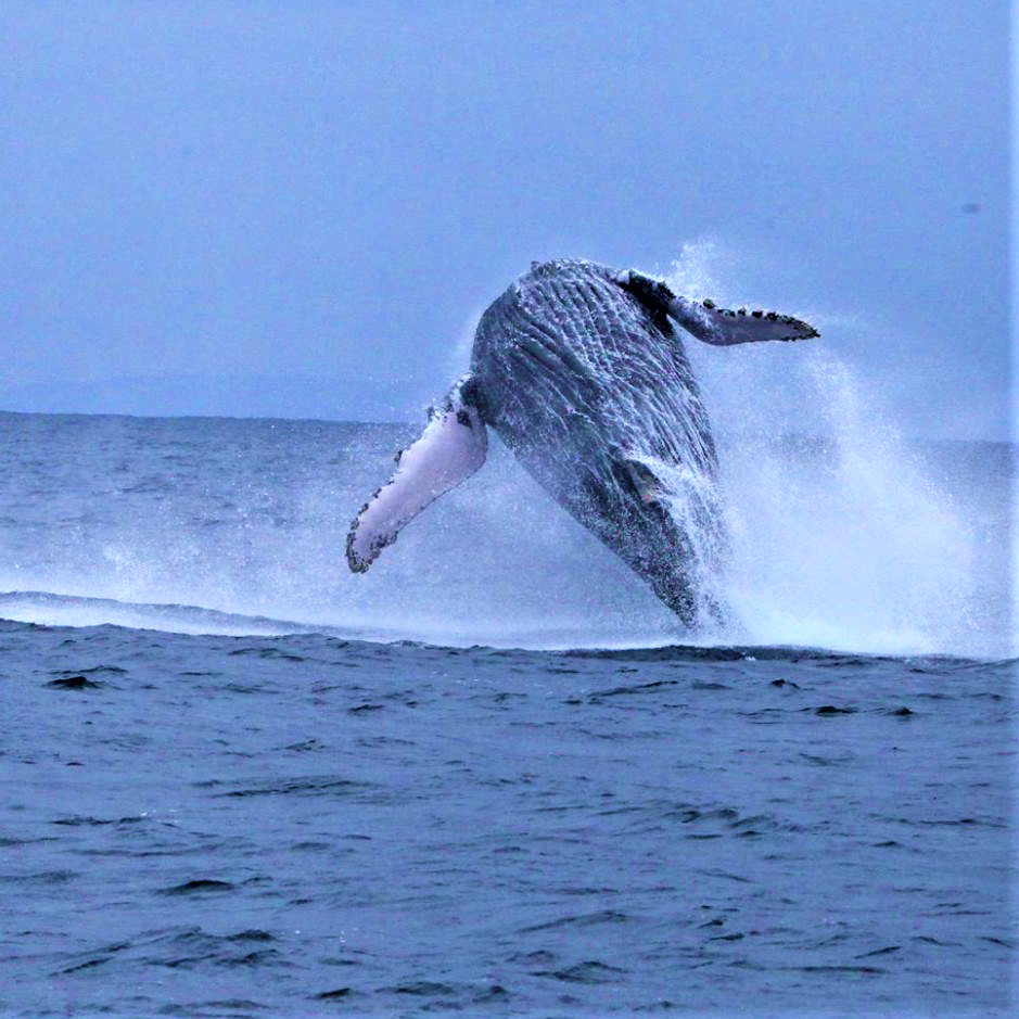 Distinct_Travel's tweet photo. We are now in the middle of #ecuador #whalewatching season. During the months of June - September #Humpback #whales visit the #oceans surrounding Ecuador.
Photos from @EcuadorTravel 
#naturesbest #BucketList https://t.co/gYLvGjdFsM