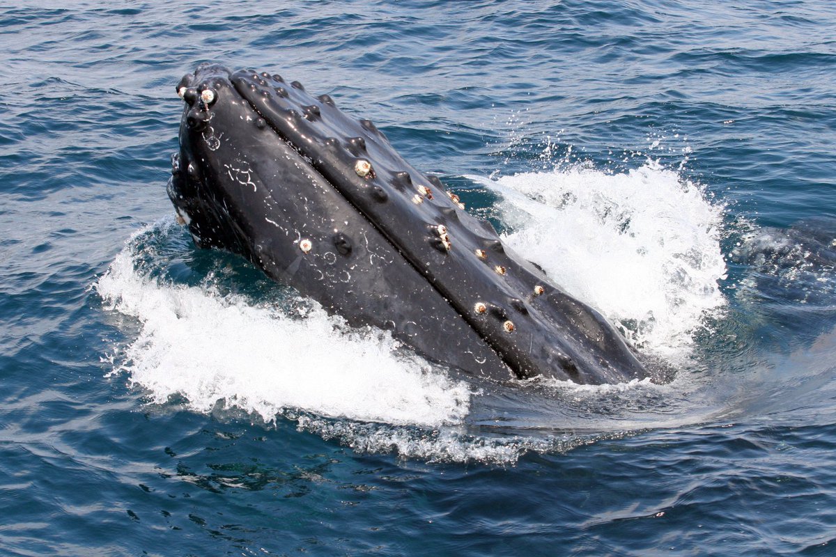 Distinct_Travel's tweet photo. We are now in the middle of #ecuador #whalewatching season. During the months of June - September #Humpback #whales visit the #oceans surrounding Ecuador.
Photos from @EcuadorTravel 
#naturesbest #BucketList https://t.co/gYLvGjdFsM