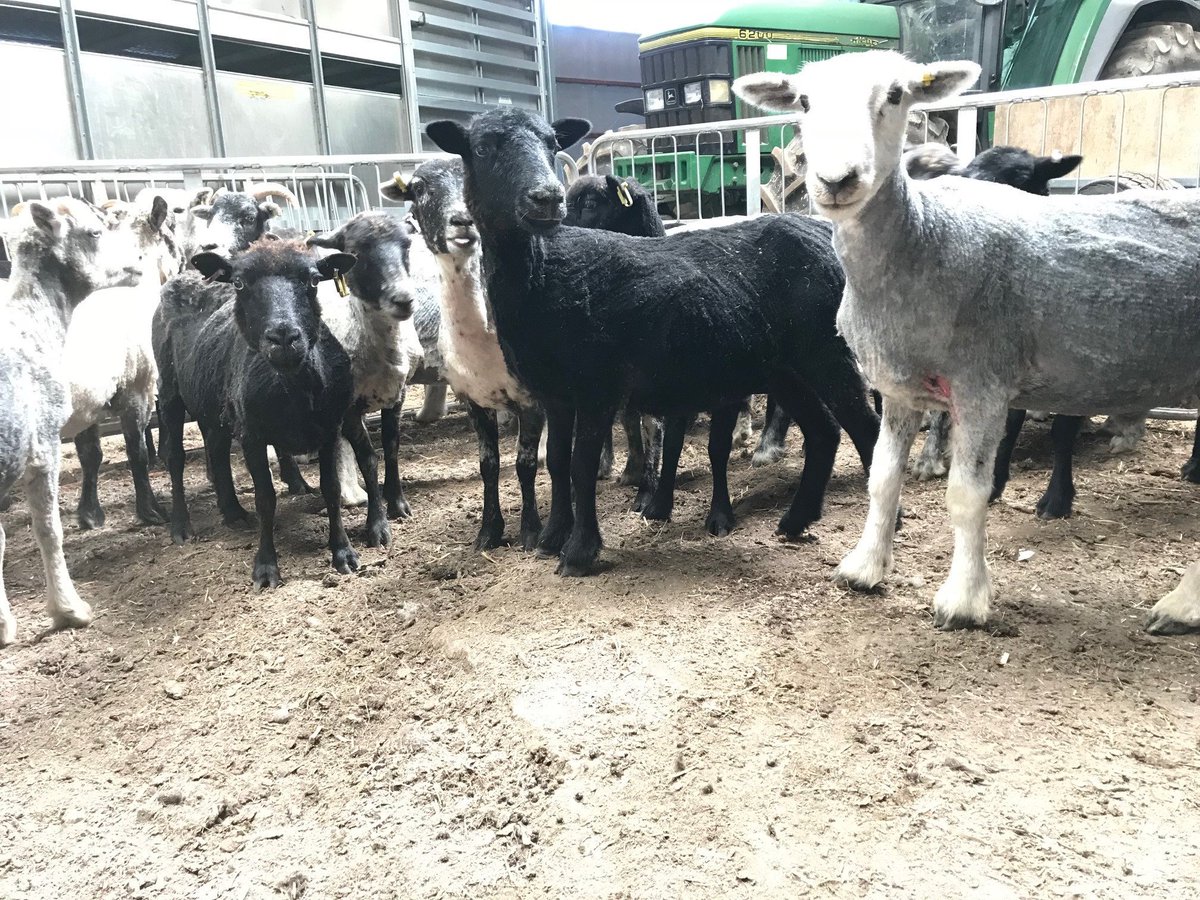 Some of our sheep are being shorn today...