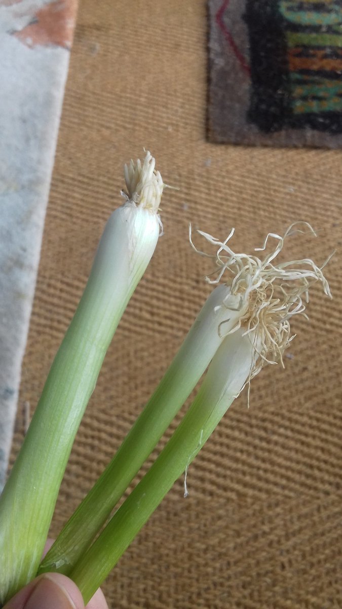 20000TinyJars's tweet photo. wow look how big my scallions have grown!! only kidding i bought these in the supermarket, my scallions haven't sprouted yet :) a little joke to get you through your monday #scallionwatch https://t.co/nGIXXQGPVH