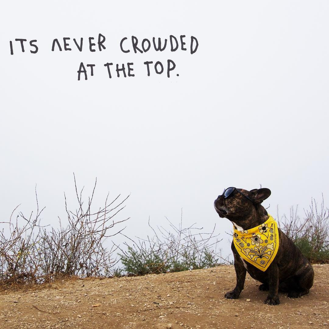 #quoteoftheday @pamlovesferrariboys

#frenchies #frenchbulldog