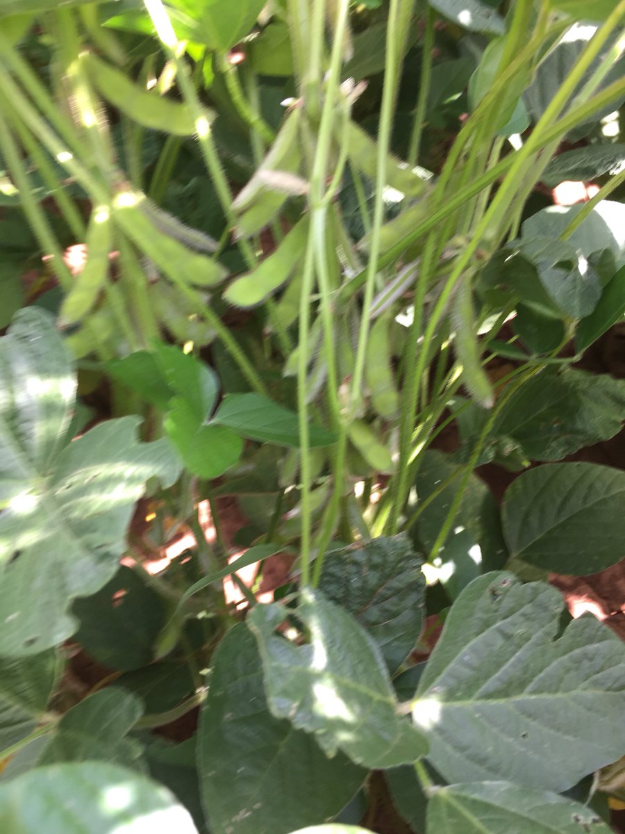 ar_verification's tweet photo. Miller co. #soybean #ARverification very good potential but all up to Mother Nature since itโs non-irrigated. #raindancetime @AgWriterArk @ARCrops @arkansassoybean @AginArk @UAEX_MillerCoAg #grow18 https://t.co/Tofi6LufAJ