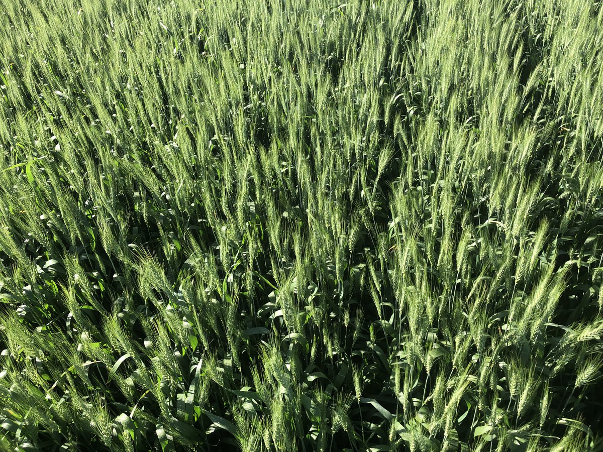 HobbyFarmerMatt's tweet photo. #AACbrandon #wheat 13” flag leaves 30” tall plant thx to #ethrel #PGR Target N removal pushing 300lbs/Ac Nitrogen. What ever this wheat doesn’t use #corn next year will find easily! @albertawheat #agronomy @Bayer4CropsCA #irrigation scheduled Friday after #AIM18 @PremiumAg https://t.co/saclOPs7z2