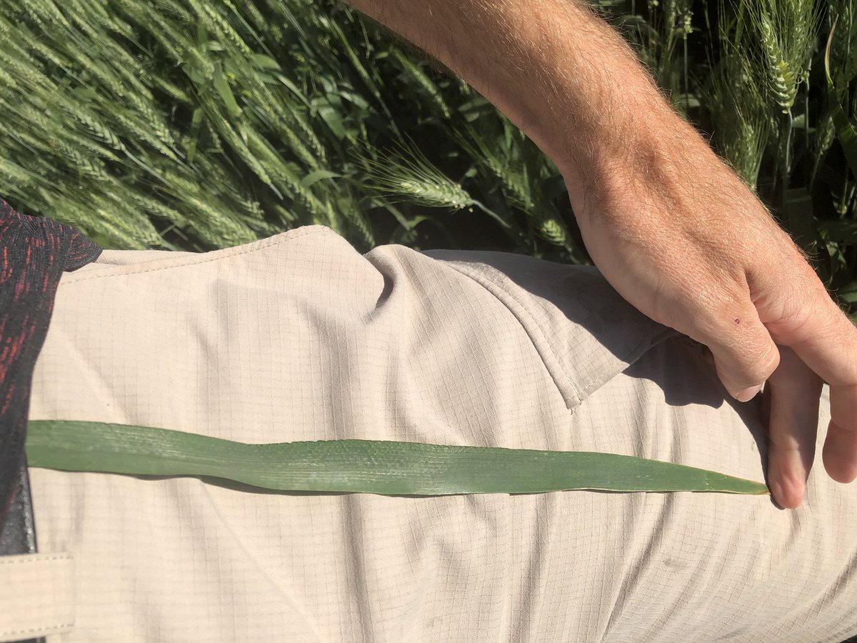 HobbyFarmerMatt's tweet photo. #AACbrandon #wheat 13” flag leaves 30” tall plant thx to #ethrel #PGR Target N removal pushing 300lbs/Ac Nitrogen. What ever this wheat doesn’t use #corn next year will find easily! @albertawheat #agronomy @Bayer4CropsCA #irrigation scheduled Friday after #AIM18 @PremiumAg https://t.co/saclOPs7z2