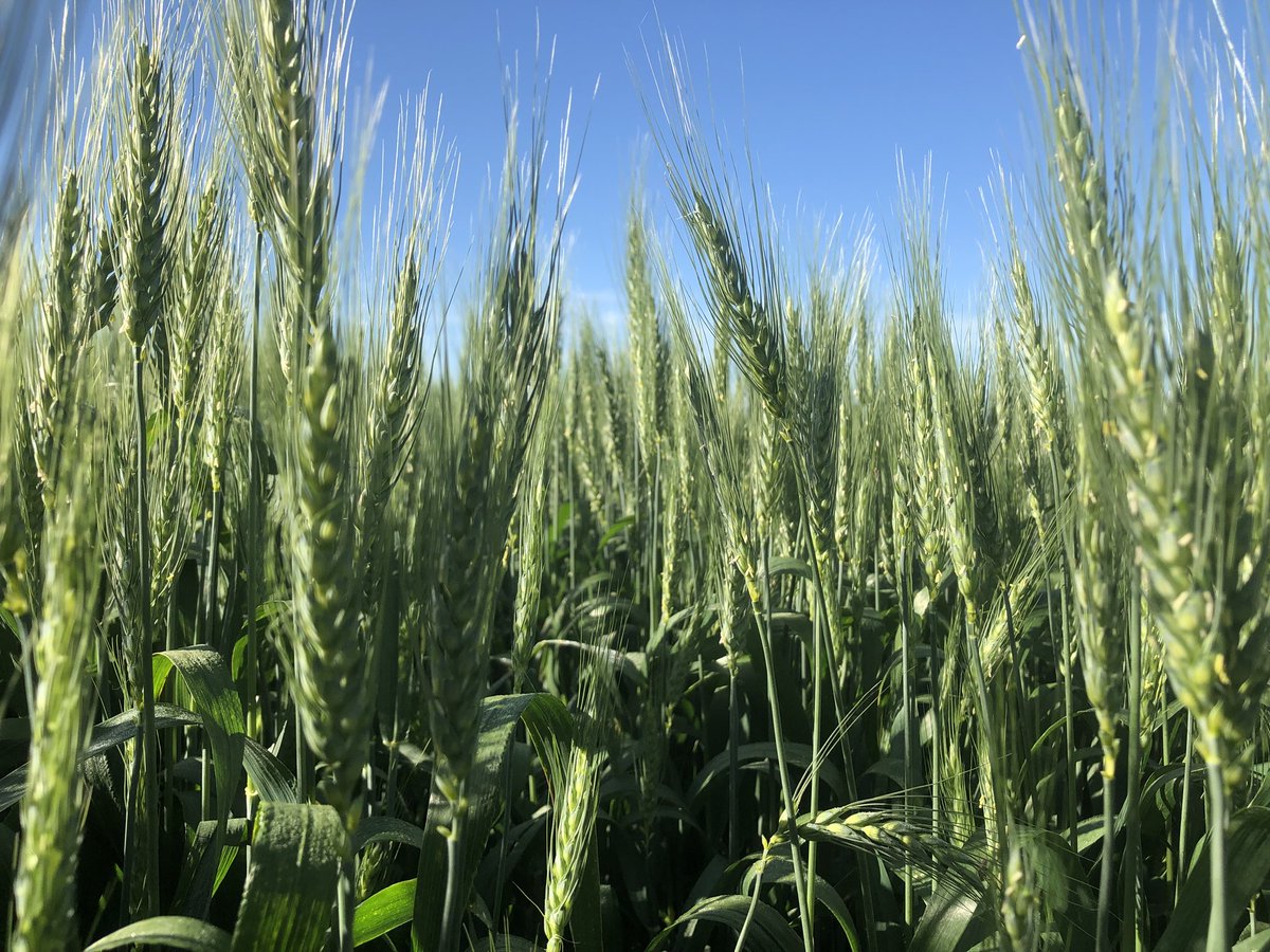 HobbyFarmerMatt's tweet photo. #AACbrandon #wheat 13” flag leaves 30” tall plant thx to #ethrel #PGR Target N removal pushing 300lbs/Ac Nitrogen. What ever this wheat doesn’t use #corn next year will find easily! @albertawheat #agronomy @Bayer4CropsCA #irrigation scheduled Friday after #AIM18 @PremiumAg https://t.co/saclOPs7z2