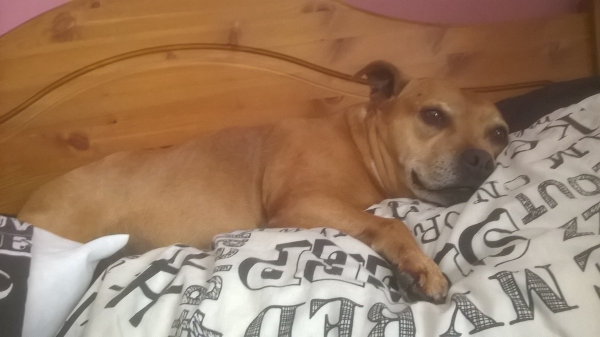 victorian nanny dogs