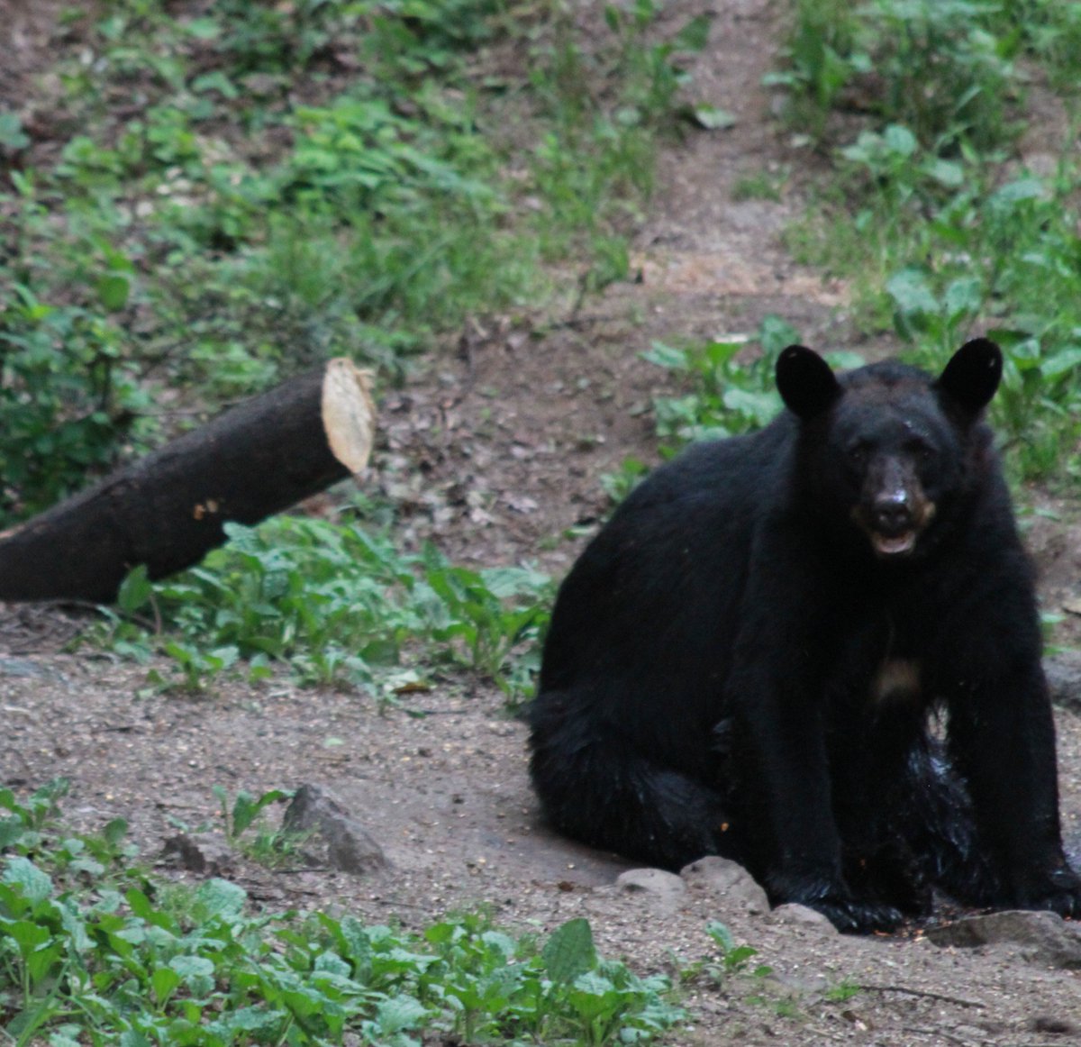 SuttonSnaggles tweet media