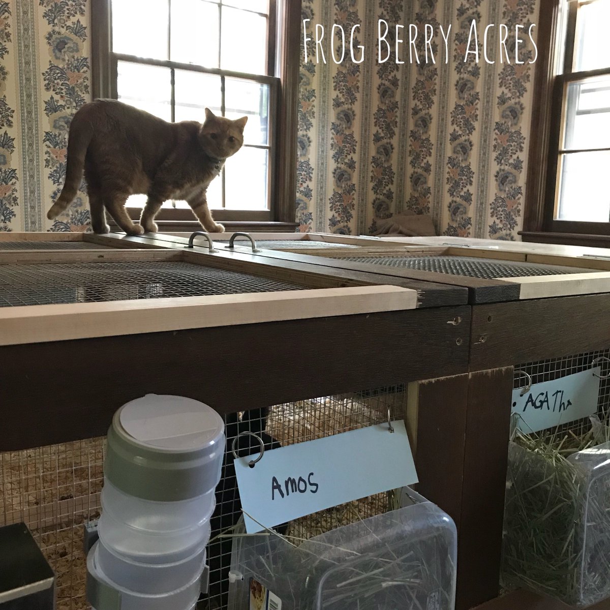 FrogBerryAcres's tweet image. #Clemcat sure is curious about the #silverfoxes! 
.
.
.
#silverfoxrabbit #meatrabbitsofinstagram #FrogBerryRabbitry #Amosthebuck #Agathathedoe #FrogBerryAcres #southernNH #backyardfarm #homestead