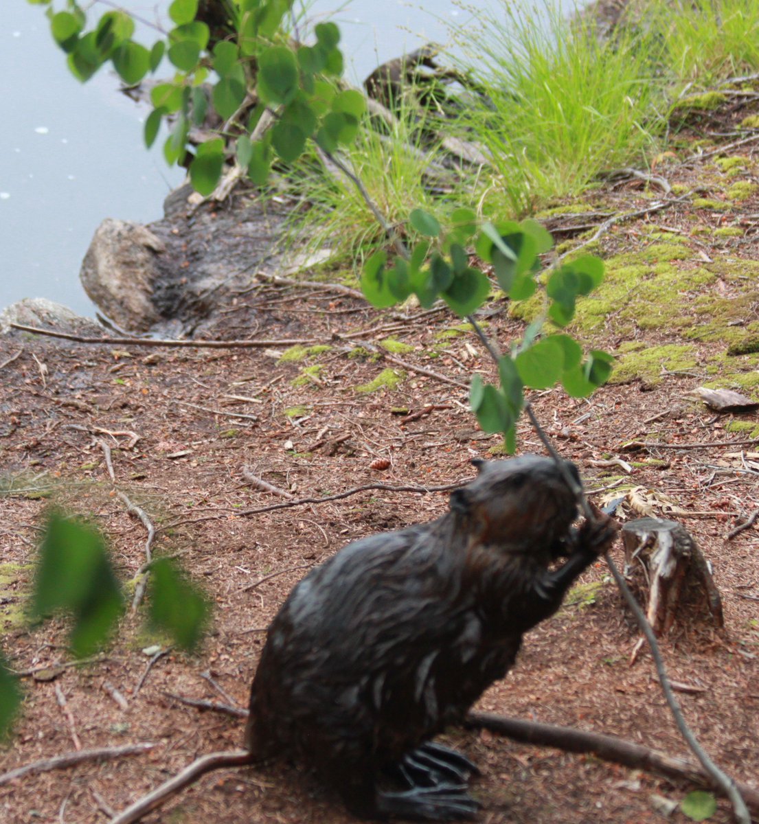 SuttonSnaggles tweet media