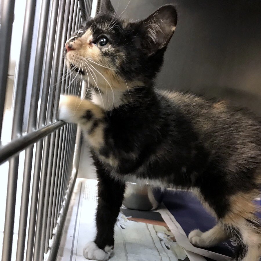 MorrisAnimal's tweet photo. Li’l Helen Rospurr (currently ahead in the Adoptable Kitten of the Week revote) wants to be your friend. Will melt into your arms. Loves food. Named for @NewYorker’s @hels. #MondayMotivation? Vote: https://t.co/rS8UvuXC5A! 😺🗳 (cc: @anamariecox #WFLT #friendofthepawed) (4/?) https://t.co/BQZjmsN795