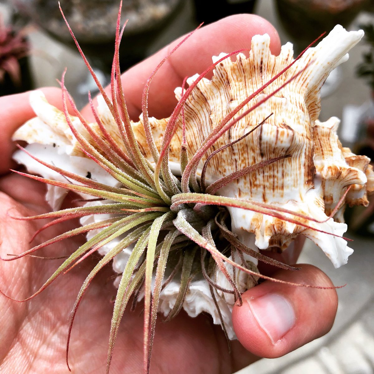 These little #nautilusshells are just so cute! We have a variety of them with a variety of #airplants.

#nauticaltheme #oceantheme #airplantsofinstagram #colorfulplants #suburbanlg #shoplocalkc