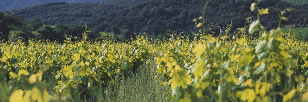 maplanetevin's tweet image. Actifs depuis 10 ans, les @VinsAOPFaugeres valorisent leur engagement environnemental. "Pour Nathalie Caumette, la Présidente, ce travail n’est possible que parce qu’il est porté par le collectif" ➡️bit.ly/2NW06qr via @lv_vitisphere. #bio #biodynamie