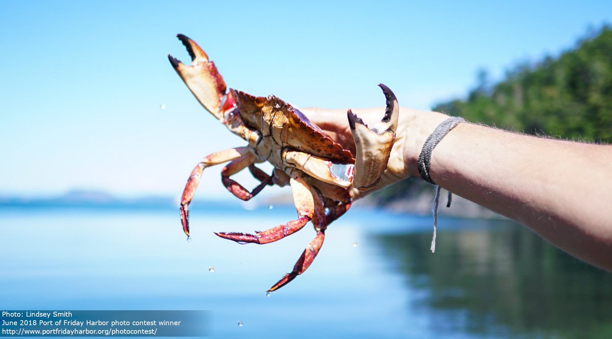 Port Friday Harbor tweet media