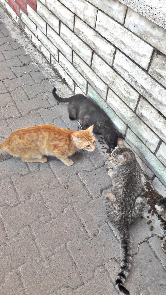 Sokakta bakmış olduğum çocuklar için mama desteğine ihtiyacım var. Onları bizden başka gören hiç kimse yok ve o kadar alıştılarki mama saati geldiği anda hepsi ortaliğa çıkıyor. Maddi anlamda birşey istemiyorum sadece mama
Lütfen destek olur musunuz 🙏
505 010 45 60