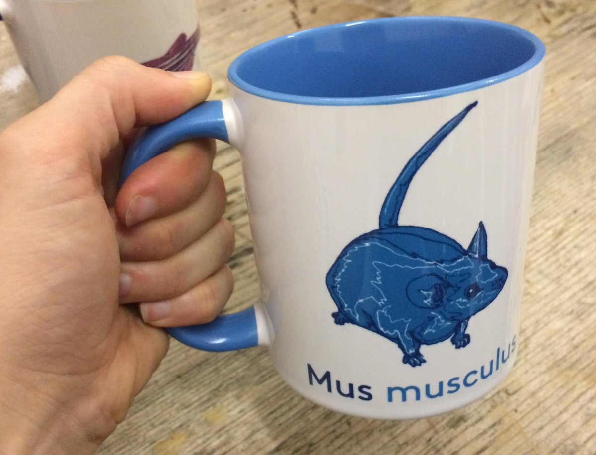 vividbiology's tweet image. The prototypes look so good! Our kickstarter is over halfway, help us get all the way so everyone can have their mugs! ❤️
#sciart #modelorganisms #labmouse