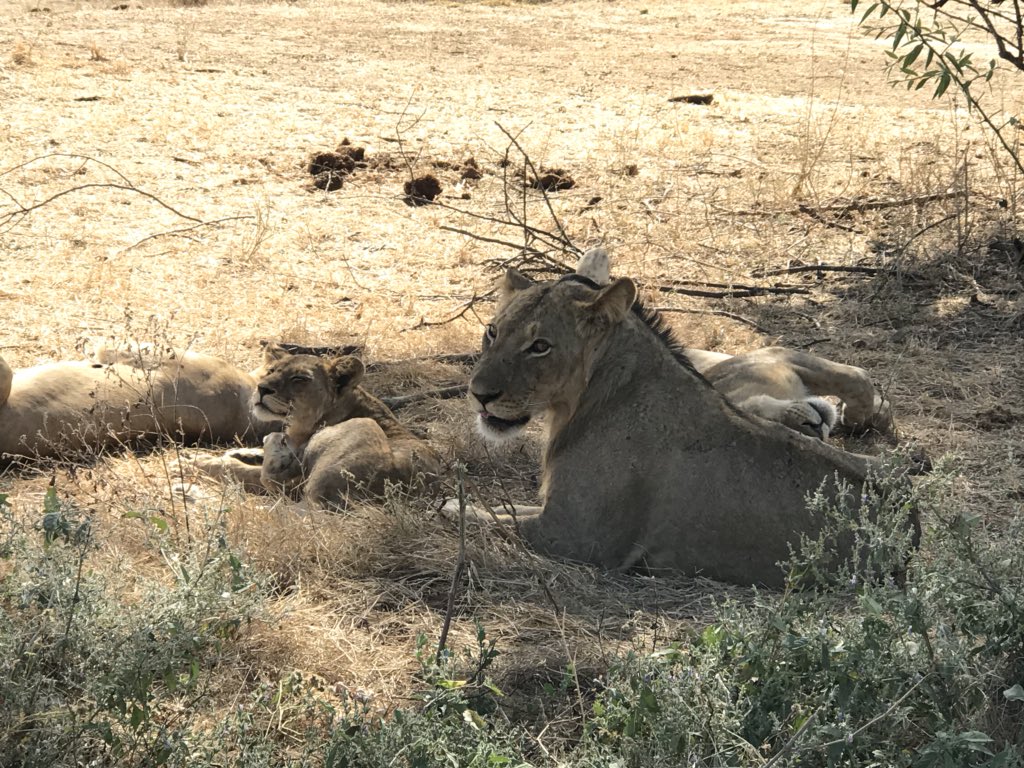 👏 to Mwambashi Lodge Zambia for looking after us 20 Veniers. Africa at its best. Top notch safari experience with amazing staff and wildlife. Thank you guys! #authenticafricansafari #zambiasafari