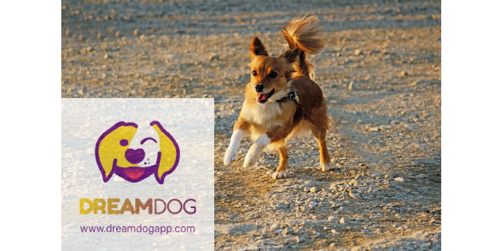 #DreamDog
dreamdogapp.com