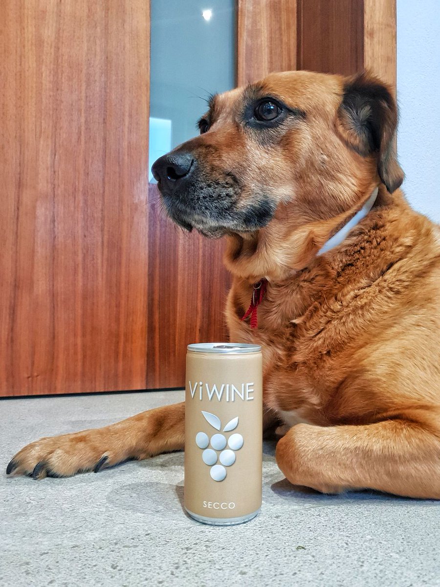 czviwine's tweet photo. Borůvka přísně dohlíží na dění ve Vi WINE.
Nic jí neunikne, všechno má pod kontrolou. Prostě správná šéfka 😎
#viwine #boss #boruvka #secco #lover #nebudkonzerva #jsmeviwine #vinovplechovce #vino #milujemevino #bublinky #winelover #dog #doglover #wine #wineinacan #top #drink https://t.co/bo6zbjI9x4