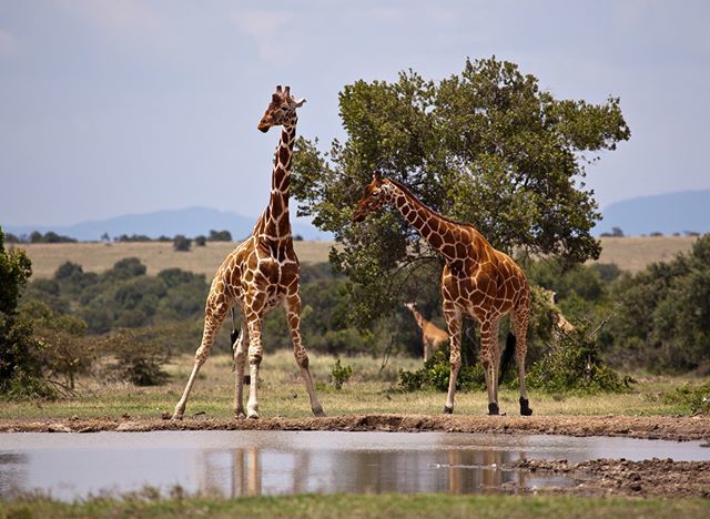 LakatoSafaris's tweet photo. Have you ever wonder how giraffes can drink without the water flowing back to their mouth with those very long neck? Hmmmn. 😱
#Tweet #UgandaSafari #AfricaSafari #Wildlife #Animals #Safari #wildernessquest #wanderlust #wanderer #worldcaptures #worldi… https://t.co/7hZvcynS1Y https://t.co/XRoZbiL20B