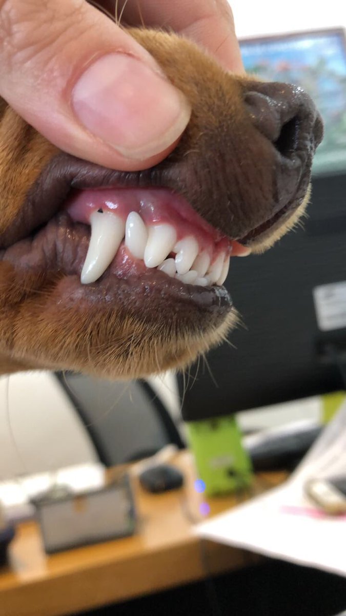 Busco adopción para esta cachorra hembra no supera el año.  RT muchas gracias 🤗