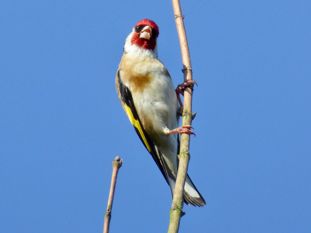 Singing goldfinch - ein singender Stieglitz

#goldfinch #stieglitz #distelfink