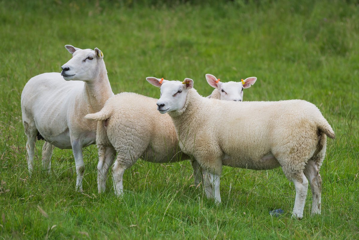 lleynsheep's tweet photo. Behind every great ram are hardworking ewes. The Lleyn is a popular commercial ewe. She crosses well with the different terminal sires. https://t.co/FBV9Nl35Ny #commercialewe #sheep365 #farmer #sheepfarmer #efficientewe #maternalewe https://t.co/b7T7BxC3wF