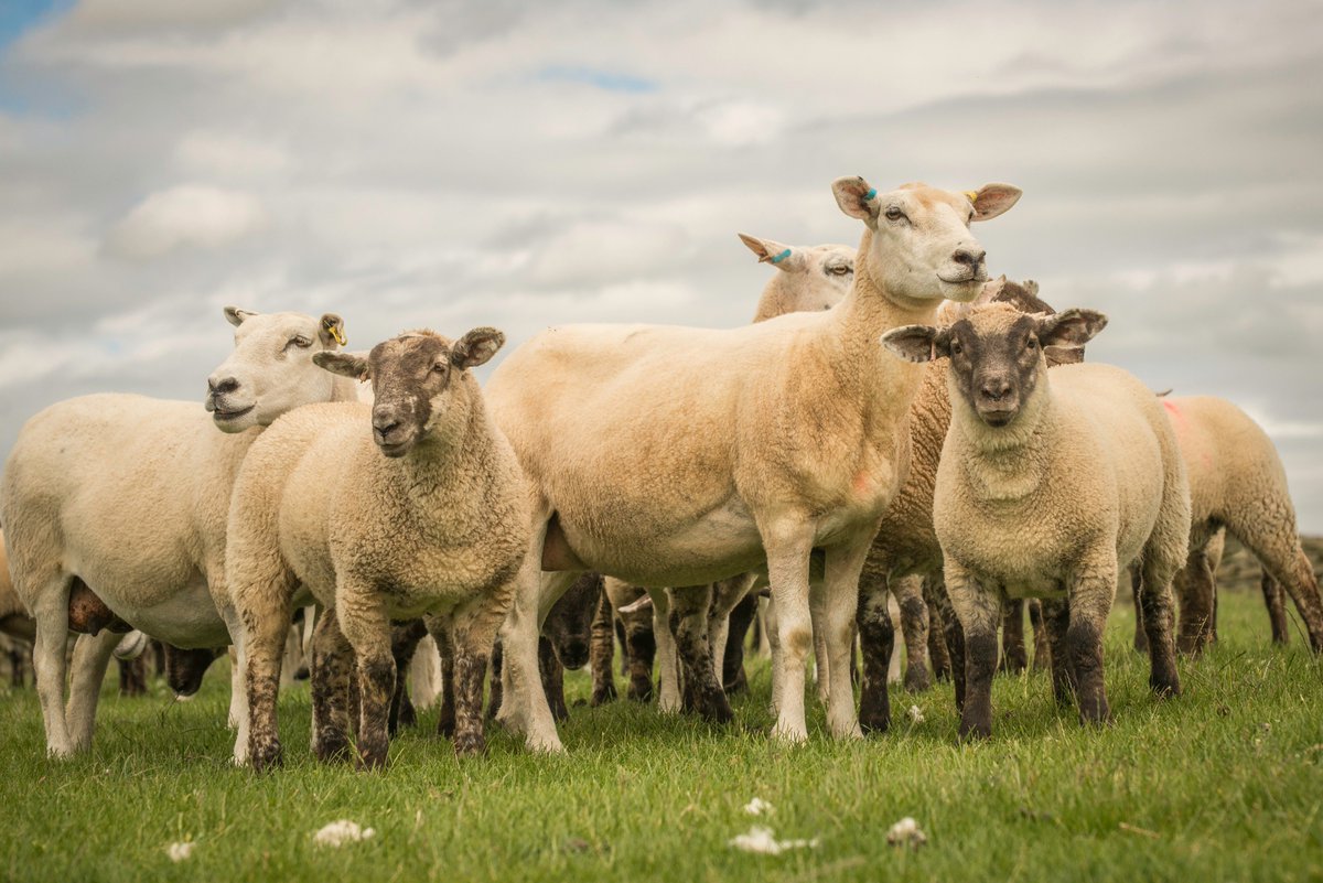 lleynsheep's tweet photo. Behind every great ram are hardworking ewes. The Lleyn is a popular commercial ewe. She crosses well with the different terminal sires. https://t.co/FBV9Nl35Ny #commercialewe #sheep365 #farmer #sheepfarmer #efficientewe #maternalewe https://t.co/b7T7BxC3wF