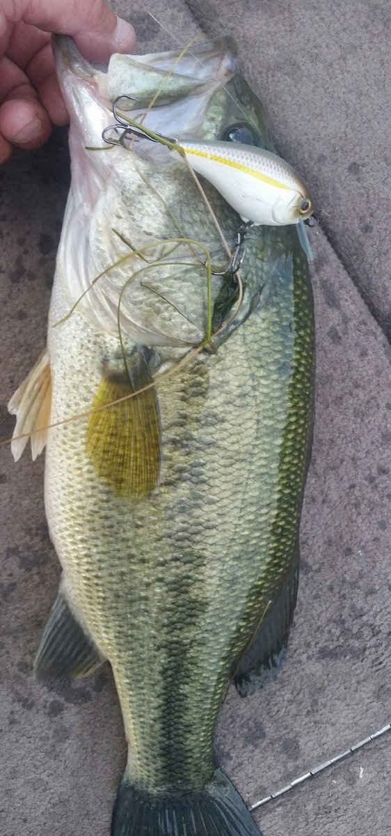 hertfish's tweet photo. The Aska ,Jackall crankbait getting it Don again !! https://t.co/11rKXMBjvw